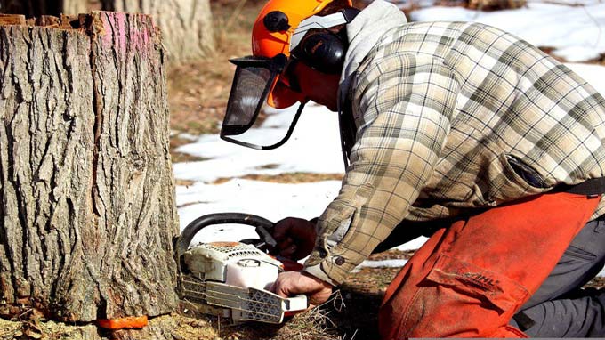 Tree cutting techniques
