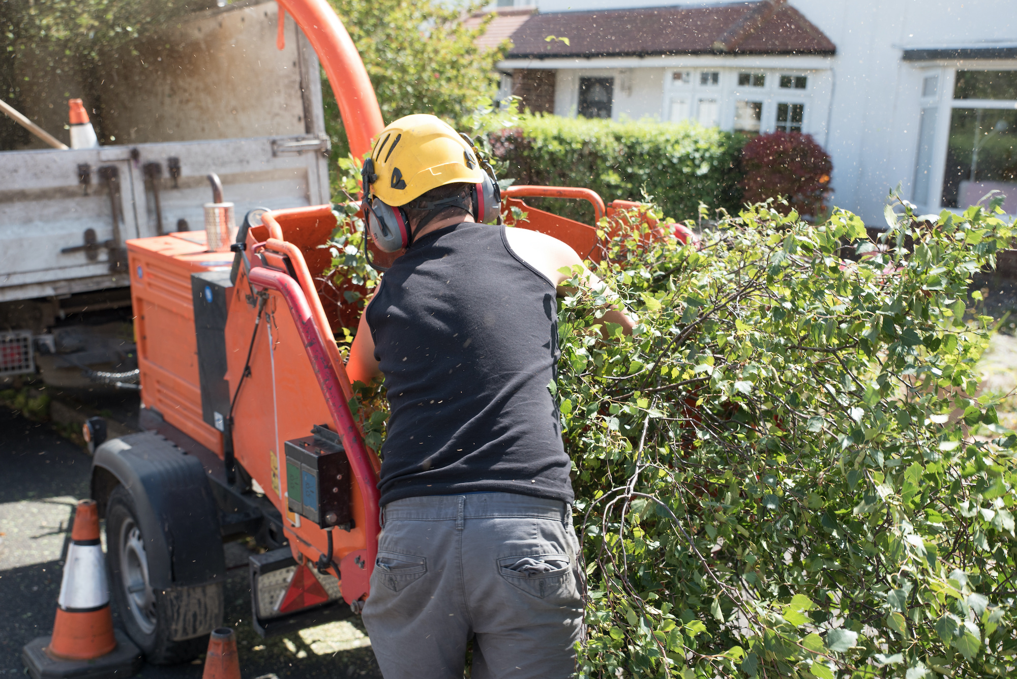 bronx tree service