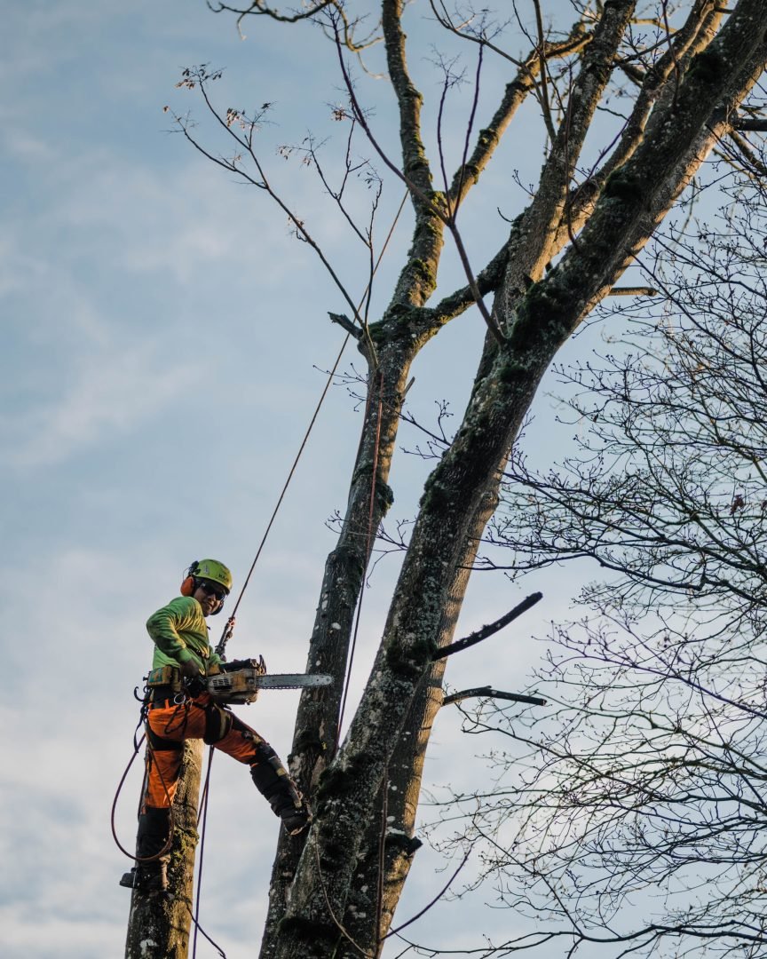 Tree cutting bx 646 980 5379