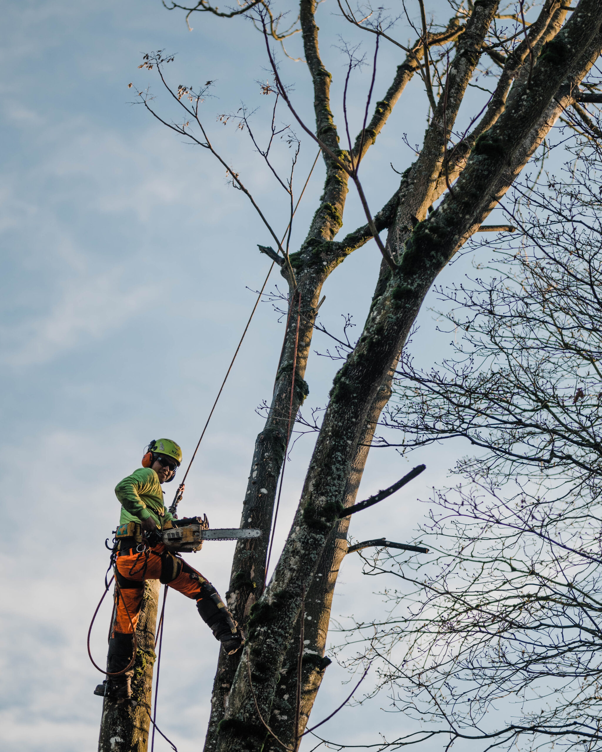 tree removal bronx