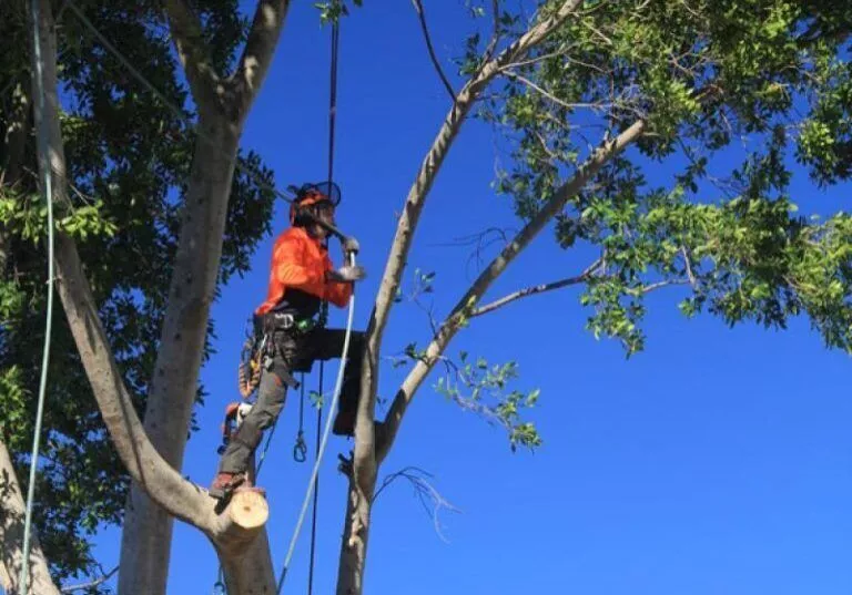 bronx tree cutting companies