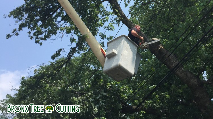 tree cutting nyc