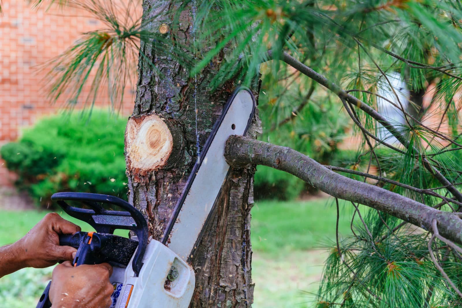 Tree Cutting