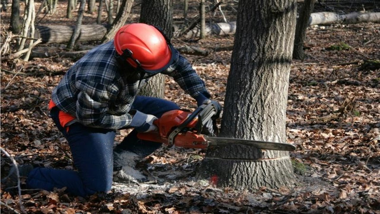 Tree Cutting