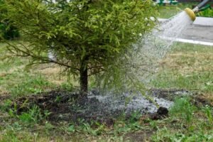 Tree puring