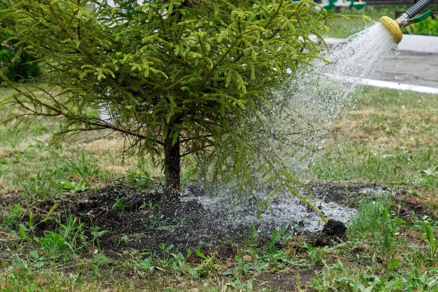 Tree puring